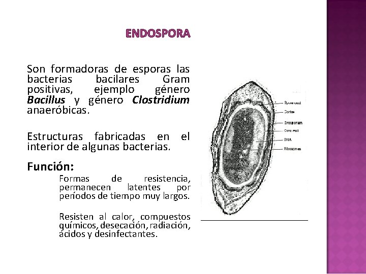ENDOSPORA § Son formadoras de esporas las bacterias bacilares Gram positivas, ejemplo género Bacillus ENDOSPORA § Son formadoras de esporas las bacterias bacilares Gram positivas, ejemplo género Bacillus