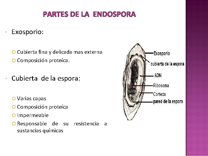 PARTES DE LA ENDOSPORA Exosporio: Cubierta fina y delicada mas externa Composición proteíca. Cubierta PARTES DE LA ENDOSPORA Exosporio: Cubierta fina y delicada mas externa Composición proteíca. Cubierta