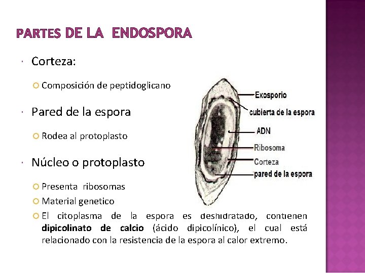 PARTES DE LA ENDOSPORA Corteza: Composición de peptidoglicano Pared de la espora Rodea al PARTES DE LA ENDOSPORA Corteza: Composición de peptidoglicano Pared de la espora Rodea al