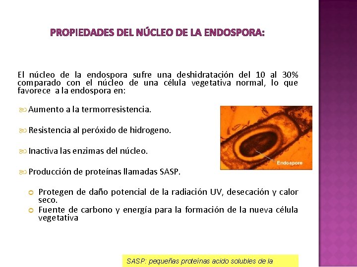 PROPIEDADES DEL NÚCLEO DE LA ENDOSPORA: El núcleo de la endospora sufre una deshidratación PROPIEDADES DEL NÚCLEO DE LA ENDOSPORA: El núcleo de la endospora sufre una deshidratación