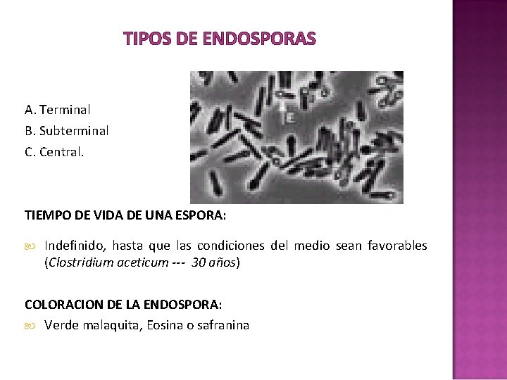 TIPOS DE ENDOSPORAS A. Terminal B. Subterminal C. Central. TIEMPO DE VIDA DE UNA TIPOS DE ENDOSPORAS A. Terminal B. Subterminal C. Central. TIEMPO DE VIDA DE UNA