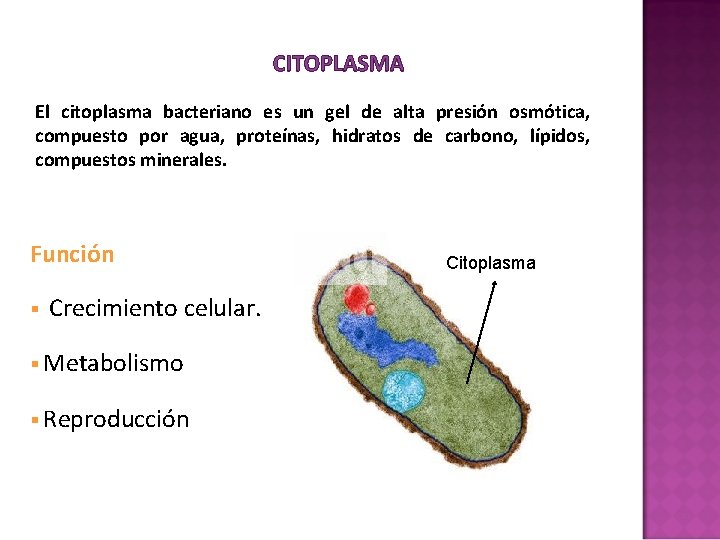 CITOPLASMA El citoplasma bacteriano es un gel de alta presión osmótica, compuesto por agua, CITOPLASMA El citoplasma bacteriano es un gel de alta presión osmótica, compuesto por agua,