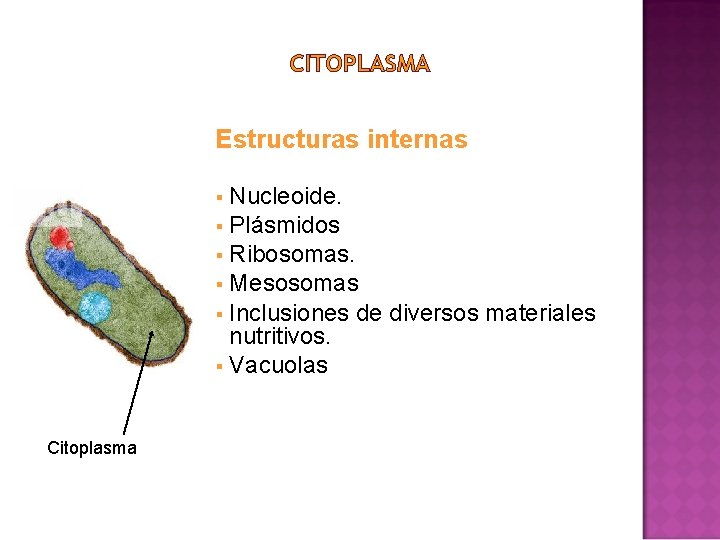 CITOPLASMA Estructuras internas Nucleoide. § Plásmidos § Ribosomas. § Mesosomas § Inclusiones de diversos CITOPLASMA Estructuras internas Nucleoide. § Plásmidos § Ribosomas. § Mesosomas § Inclusiones de diversos