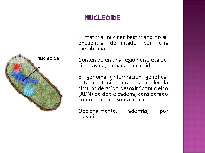 NUCLEOIDE nucleoide El material nuclear bacteriano no se encuentra delimitado por una membrana. Contenido NUCLEOIDE nucleoide El material nuclear bacteriano no se encuentra delimitado por una membrana. Contenido