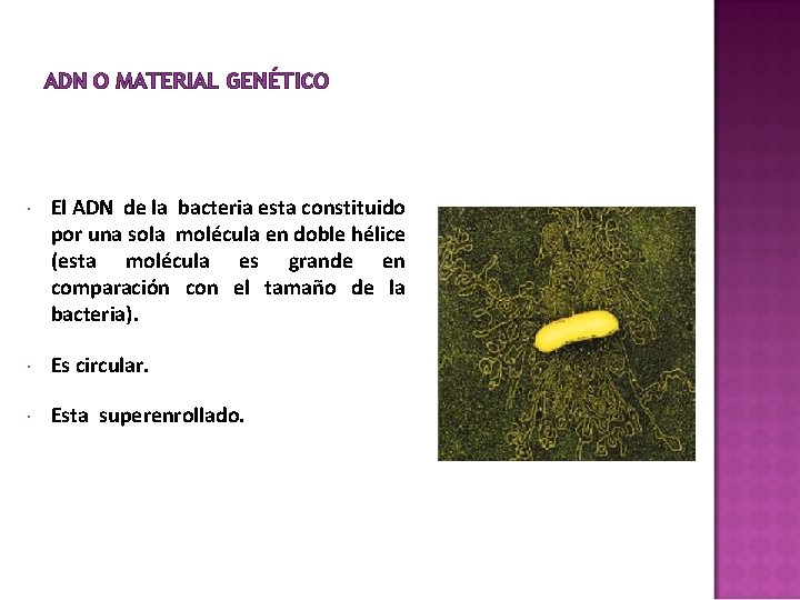 ADN O MATERIAL GENÉTICO El ADN de la bacteria esta constituido por una sola ADN O MATERIAL GENÉTICO El ADN de la bacteria esta constituido por una sola