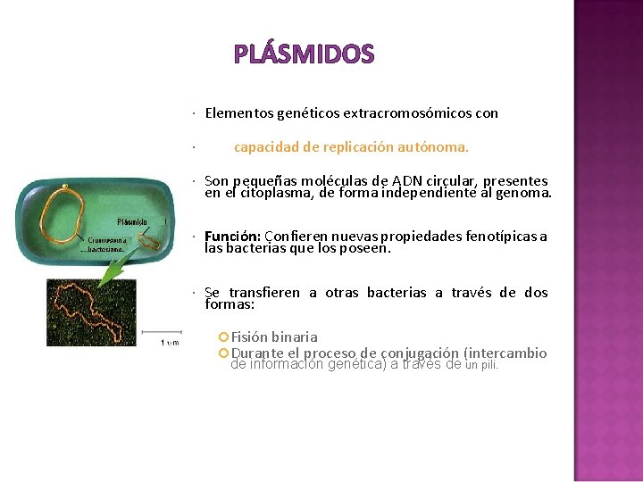 PLÁSMIDOS Elementos genéticos extracromosómicos con capacidad de replicación autónoma. Son pequeñas moléculas de ADN PLÁSMIDOS Elementos genéticos extracromosómicos con capacidad de replicación autónoma. Son pequeñas moléculas de ADN