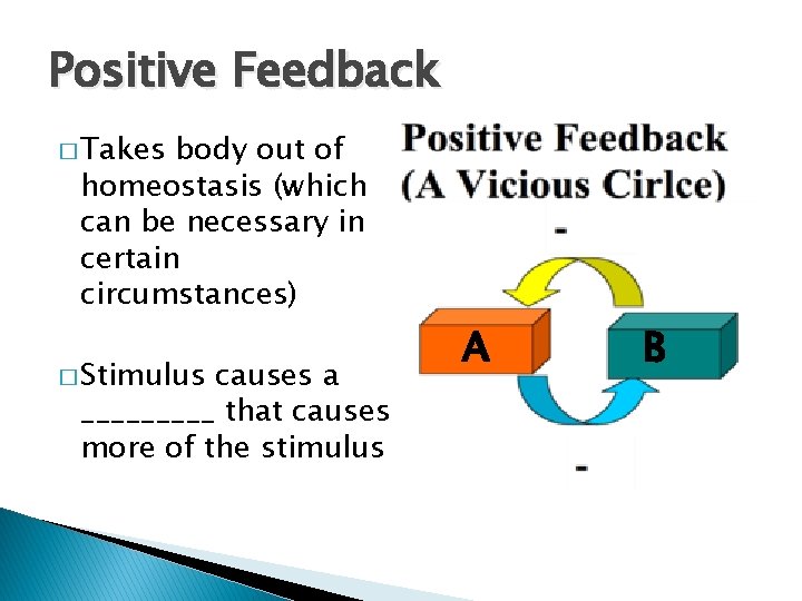 Positive Feedback � Takes body out of homeostasis (which can be necessary in certain Positive Feedback � Takes body out of homeostasis (which can be necessary in certain