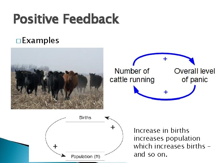 Positive Feedback � Examples Increase in births increases population which increases births – and Positive Feedback � Examples Increase in births increases population which increases births – and