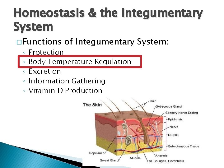Homeostasis & the Integumentary System � Functions ◦ ◦ ◦ of Integumentary System: Protection Homeostasis & the Integumentary System � Functions ◦ ◦ ◦ of Integumentary System: Protection