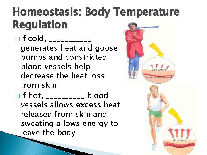 Homeostasis: Body Temperature Regulation � If cold, ______ generates heat and goose bumps and Homeostasis: Body Temperature Regulation � If cold, ______ generates heat and goose bumps and