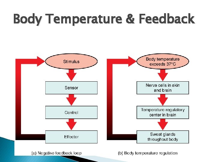 Body Temperature & Feedback Body Temperature & Feedback