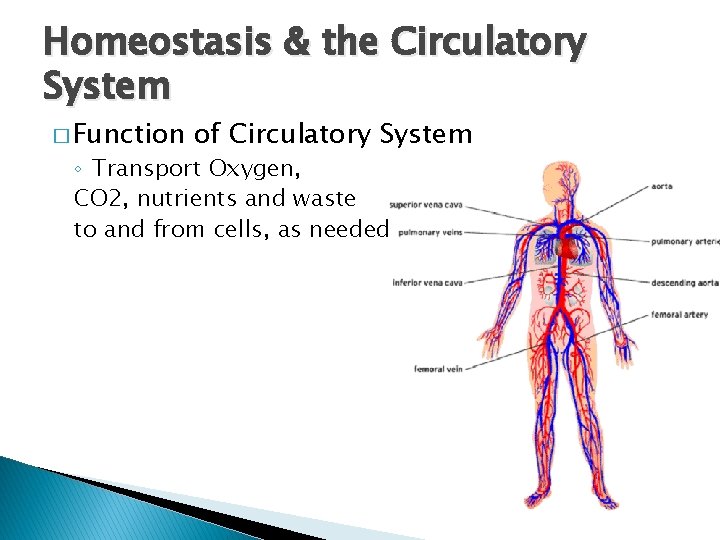 Homeostasis & the Circulatory System � Function of Circulatory System ◦ Transport Oxygen, CO Homeostasis & the Circulatory System � Function of Circulatory System ◦ Transport Oxygen, CO