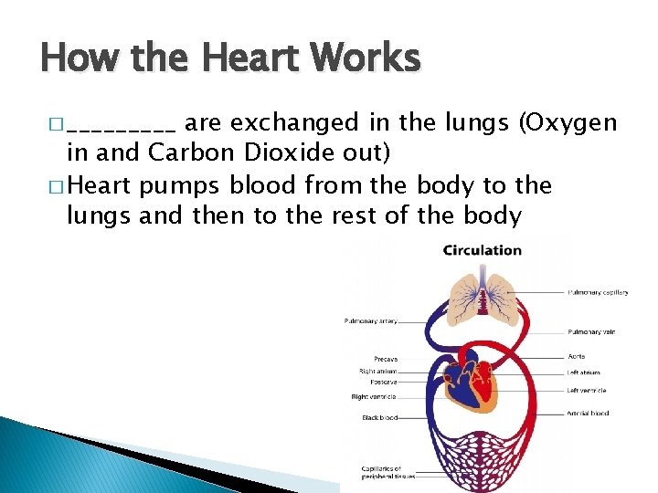 How the Heart Works � _____ are exchanged in the lungs (Oxygen in and How the Heart Works � _____ are exchanged in the lungs (Oxygen in and