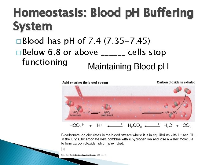 Homeostasis: Blood p. H Buffering System � Blood has p. H of 7. 4 Homeostasis: Blood p. H Buffering System � Blood has p. H of 7. 4
