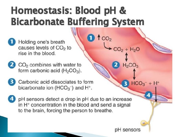 Homeostasis: Blood p. H & Bicarbonate Buffering System Homeostasis: Blood p. H & Bicarbonate Buffering System