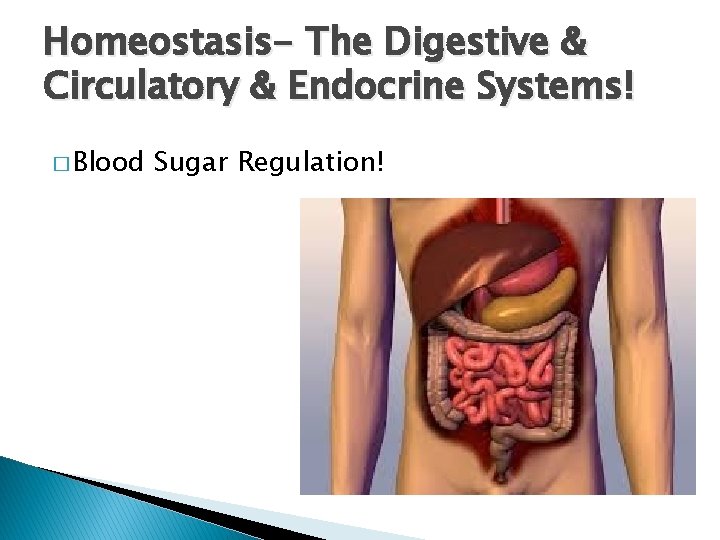 Homeostasis- The Digestive & Circulatory & Endocrine Systems! � Blood Sugar Regulation! Homeostasis- The Digestive & Circulatory & Endocrine Systems! � Blood Sugar Regulation!