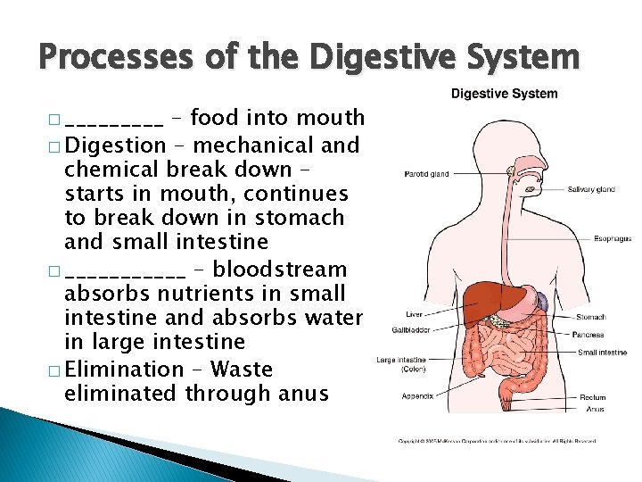 Processes of the Digestive System � _____ – food into mouth � Digestion – Processes of the Digestive System � _____ – food into mouth � Digestion –