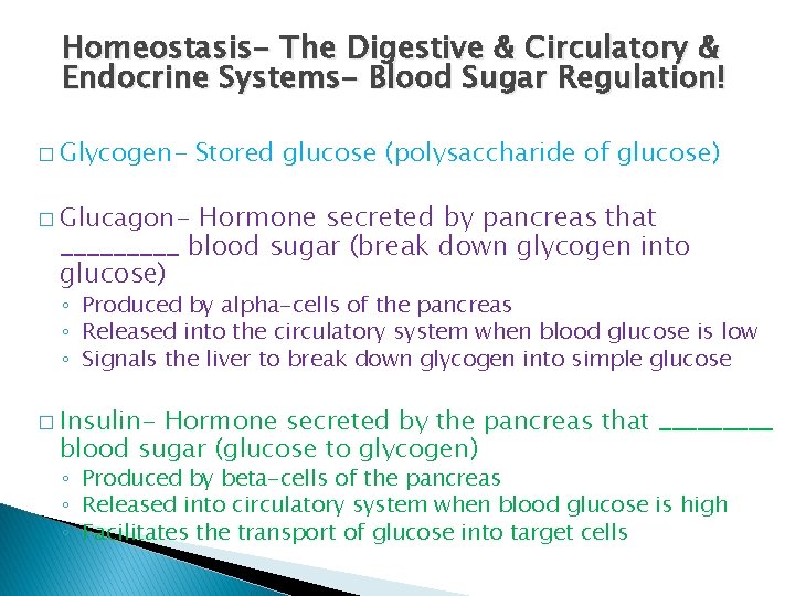 Homeostasis- The Digestive & Circulatory & Endocrine Systems- Blood Sugar Regulation! � Glycogen- Stored Homeostasis- The Digestive & Circulatory & Endocrine Systems- Blood Sugar Regulation! � Glycogen- Stored