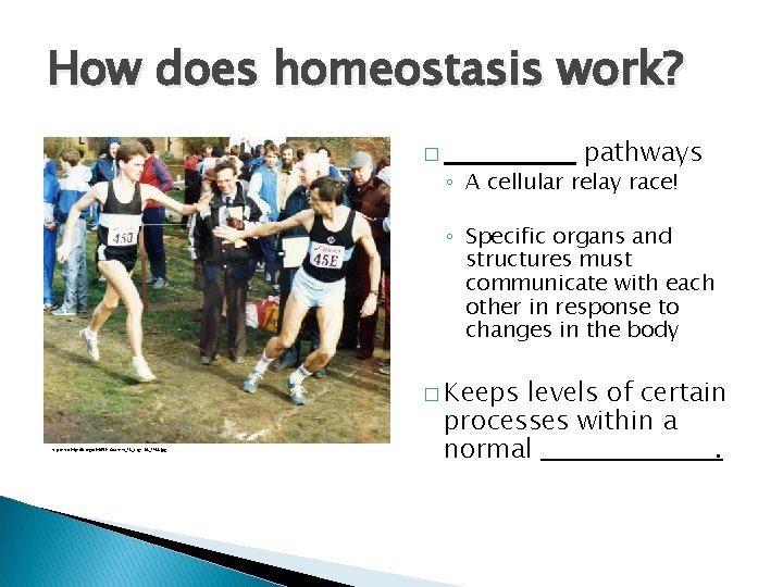 How does homeostasis work? pathways � ◦ A cellular relay race! ◦ Specific organs How does homeostasis work? pathways � ◦ A cellular relay race! ◦ Specific organs