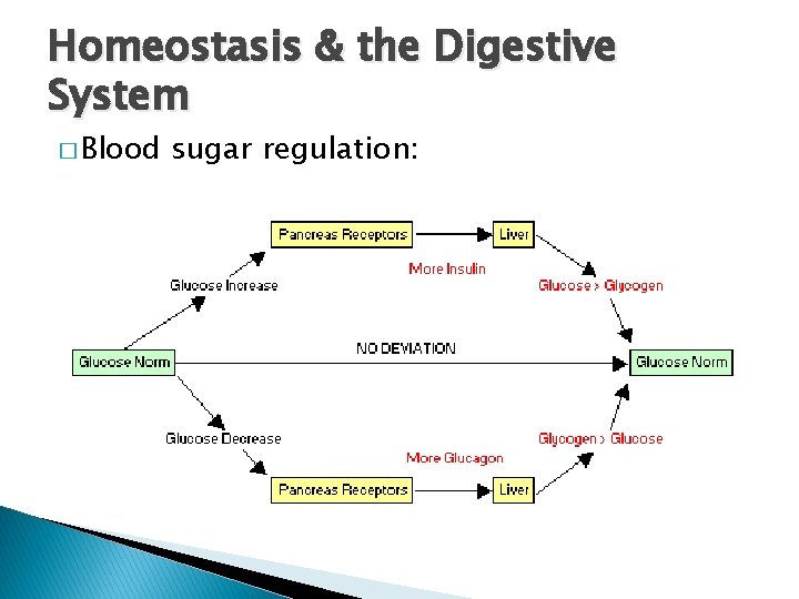 Homeostasis & the Digestive System � Blood sugar regulation: Homeostasis & the Digestive System � Blood sugar regulation: