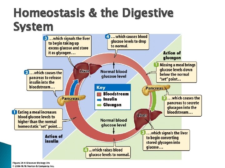 Homeostasis & the Digestive System Homeostasis & the Digestive System