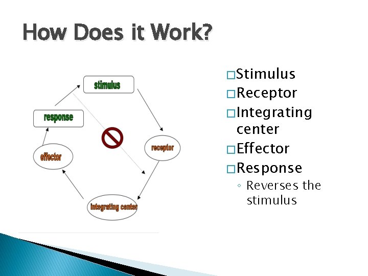 How Does it Work? � Stimulus � Receptor � Integrating center � Effector � How Does it Work? � Stimulus � Receptor � Integrating center � Effector �