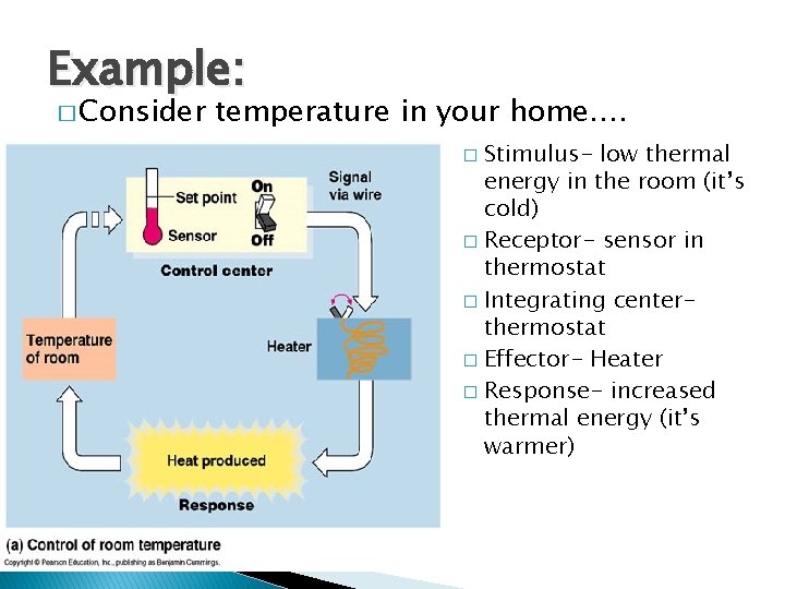 Example: � Consider temperature in your home…. Stimulus- low thermal energy in the room Example: � Consider temperature in your home…. Stimulus- low thermal energy in the room