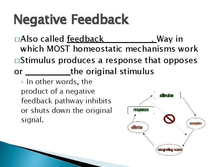 Negative Feedback � Also called feedback. Way in which MOST homeostatic mechanisms work � Negative Feedback � Also called feedback. Way in which MOST homeostatic mechanisms work �