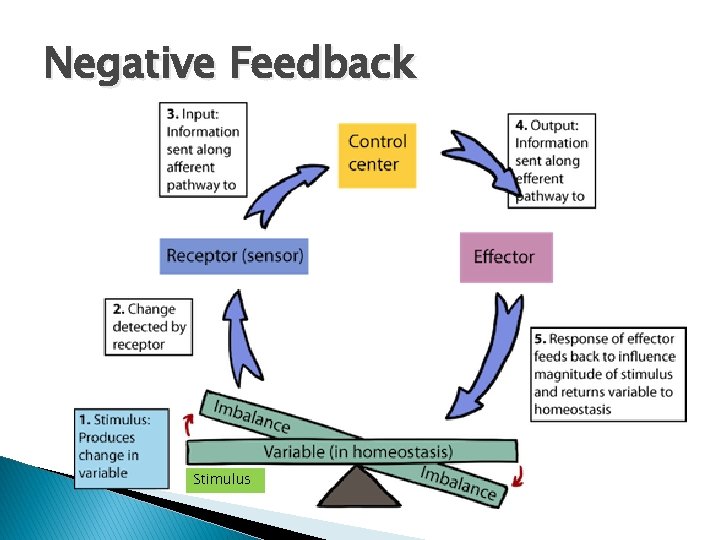 Negative Feedback Stimulus Negative Feedback Stimulus