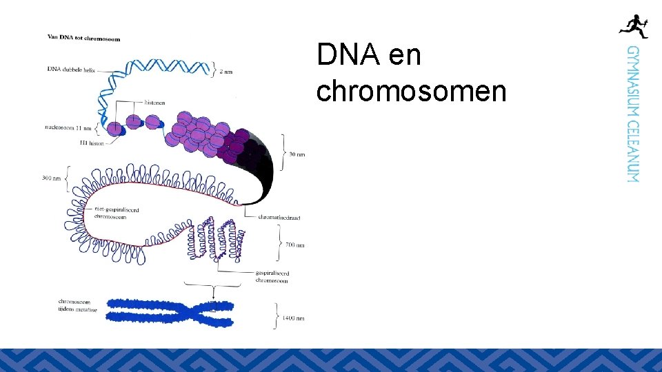 DNA en chromosomen 