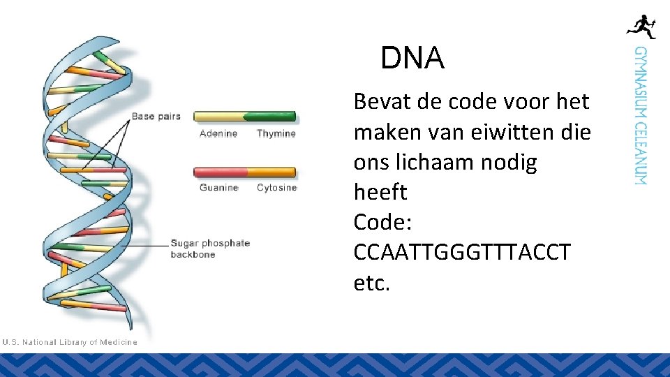 DNA Bevat de code voor het maken van eiwitten die ons lichaam nodig heeft
