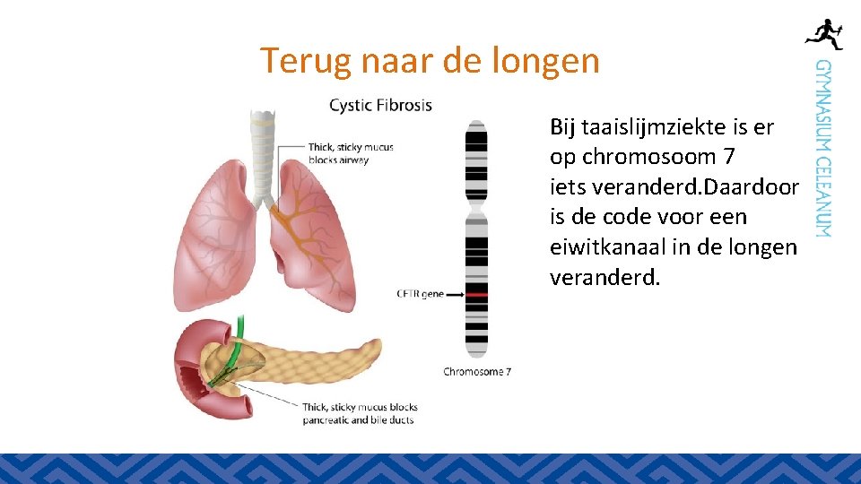 Terug naar de longen Bij taaislijmziekte is er op chromosoom 7 iets veranderd. Daardoor
