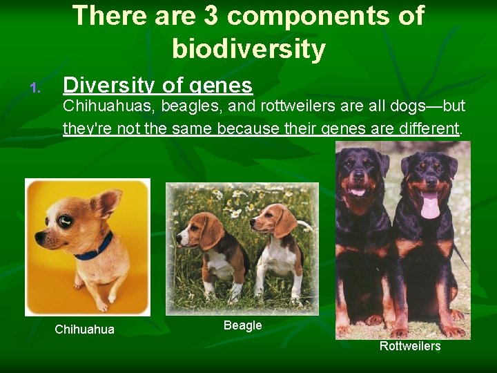 There are 3 components of biodiversity 1. Diversity of genes Chihuahuas, beagles, and rottweilers