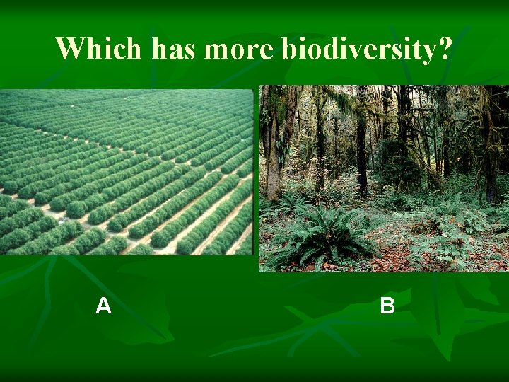 Which has more biodiversity? A B 
