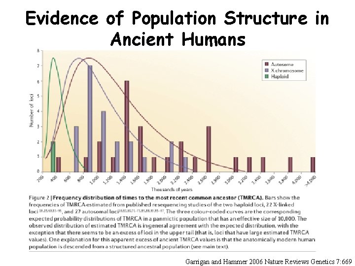 Evidence of Population Structure in Ancient Humans Garrigan and Hammer 2006 Nature Reviews Genetics