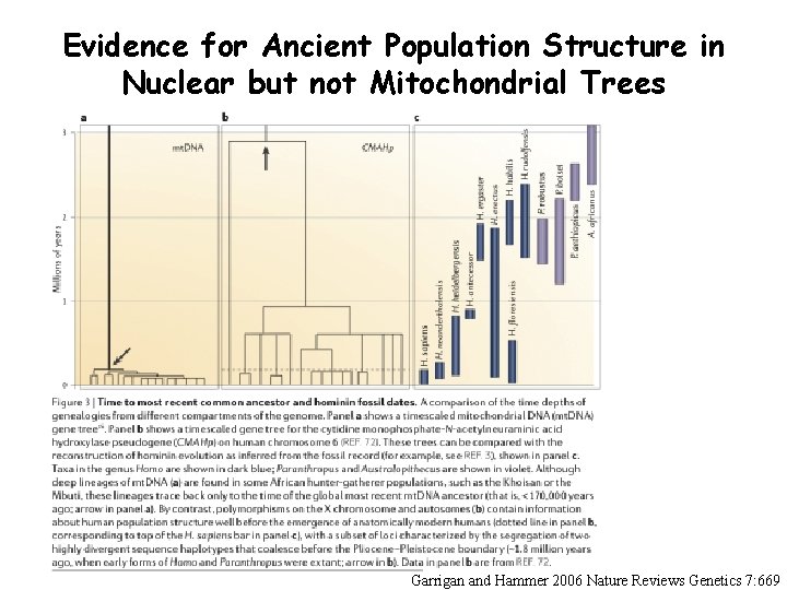 Evidence for Ancient Population Structure in Nuclear but not Mitochondrial Trees Garrigan and Hammer