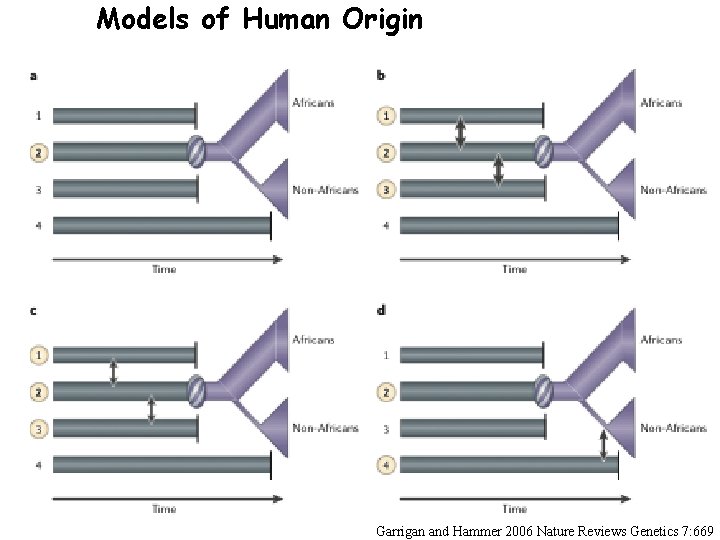 Models of Human Origin of modern humans Garrigan and Hammer 2006 Nature Reviews Genetics