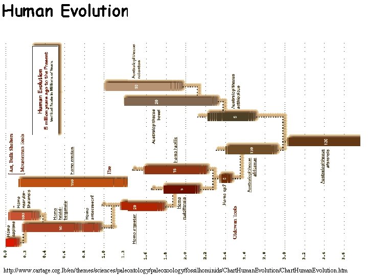 Human Evolutionary History http: //www. cartage. org. lb/en/themes/sciences/paleontology/paleozoology/fossilhominids/Chart. Human. Evolution. htm 
