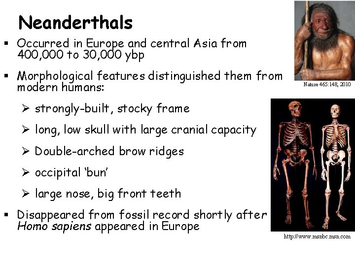Neanderthals § Occurred in Europe and central Asia from 400, 000 to 30, 000