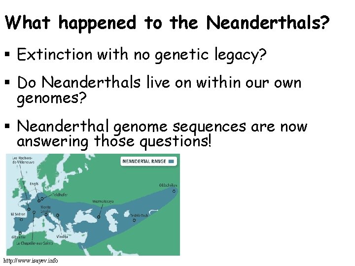 What happened to the Neanderthals? § Extinction with no genetic legacy? § Do Neanderthals