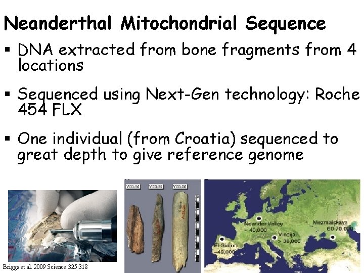 Neanderthal Mitochondrial Sequence § DNA extracted from bone fragments from 4 locations § Sequenced