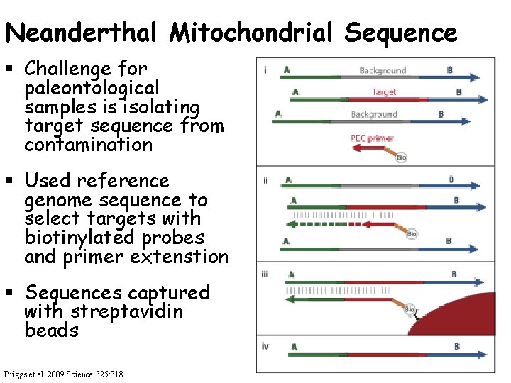 Neanderthal Mitochondrial Sequence § Challenge for paleontological samples is isolating target sequence from contamination