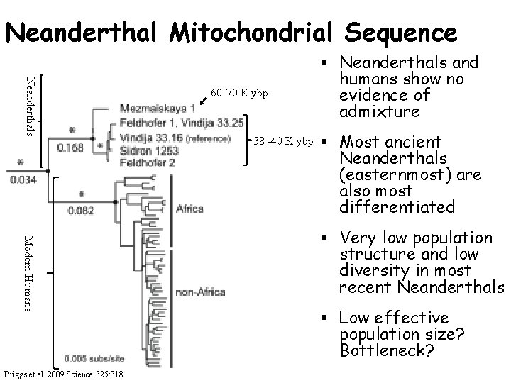 Neanderthal Mitochondrial Sequence Neanderthals Modern Humans Briggs et al. 2009 Science 325: 318 60