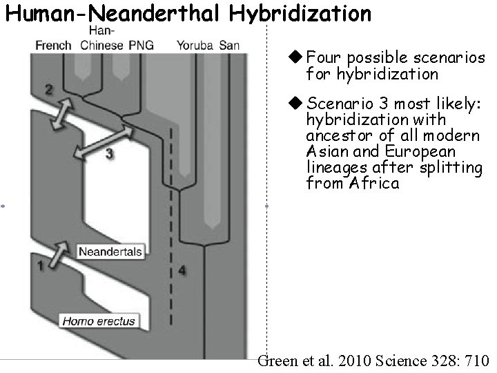 Human-Neanderthal Hybridization u Four possible scenarios for hybridization u Scenario 3 most likely: hybridization