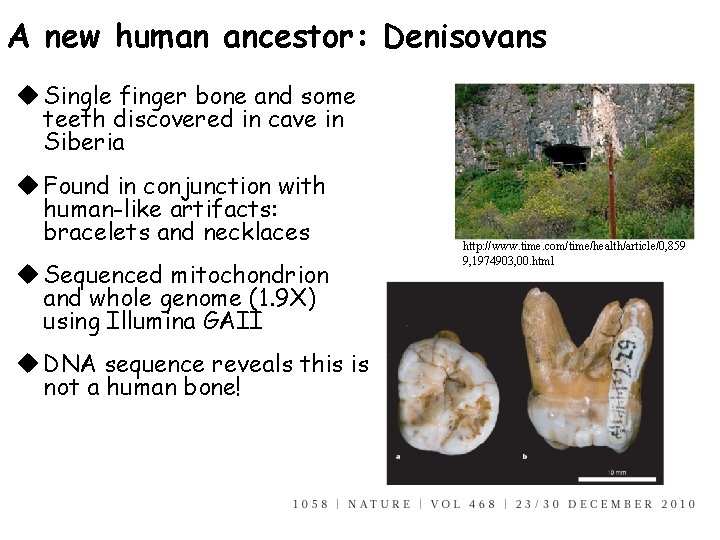 A new human ancestor: Denisovans u Single finger bone and some teeth discovered in