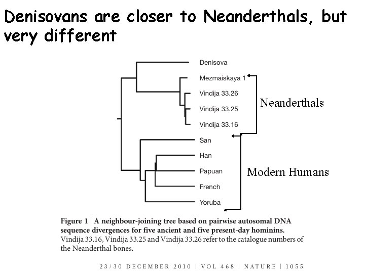 Denisovans are closer to Neanderthals, but very different Neanderthals Modern Humans 