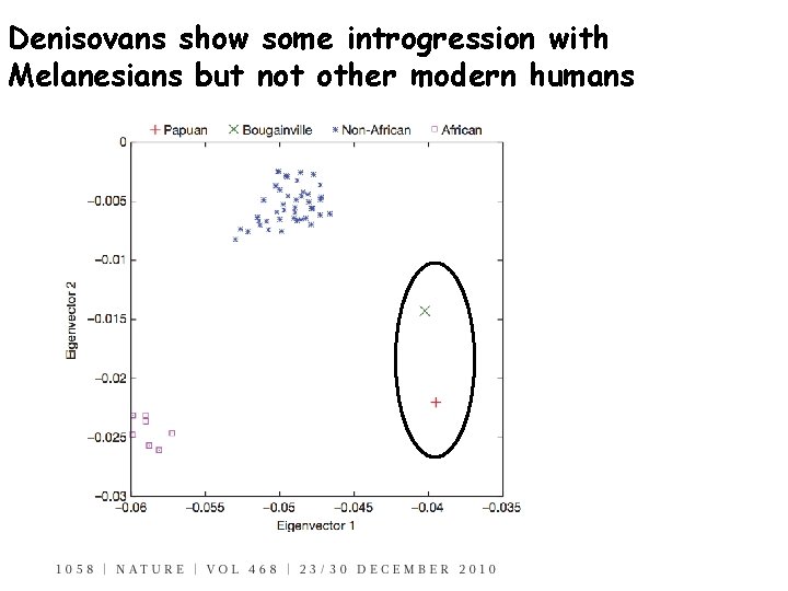 Denisovans show some introgression with Melanesians but not other modern humans 