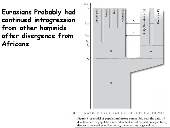 Eurasians Probably had continued introgression from other hominids after divergence from Africans 