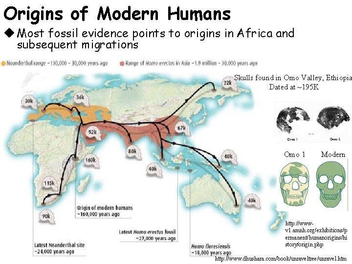 Origins of Modern Humans u Most fossil evidence points to origins in Africa and