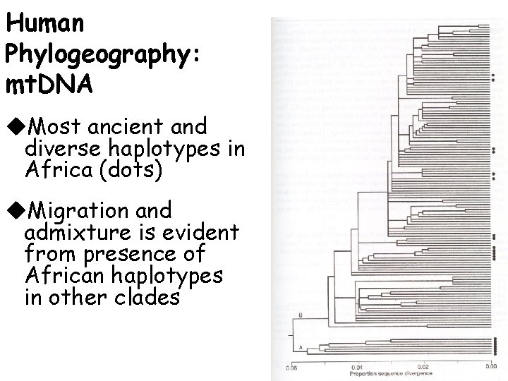 Human Phylogeography: mt. DNA u. Most ancient and diverse haplotypes in Africa (dots) u.